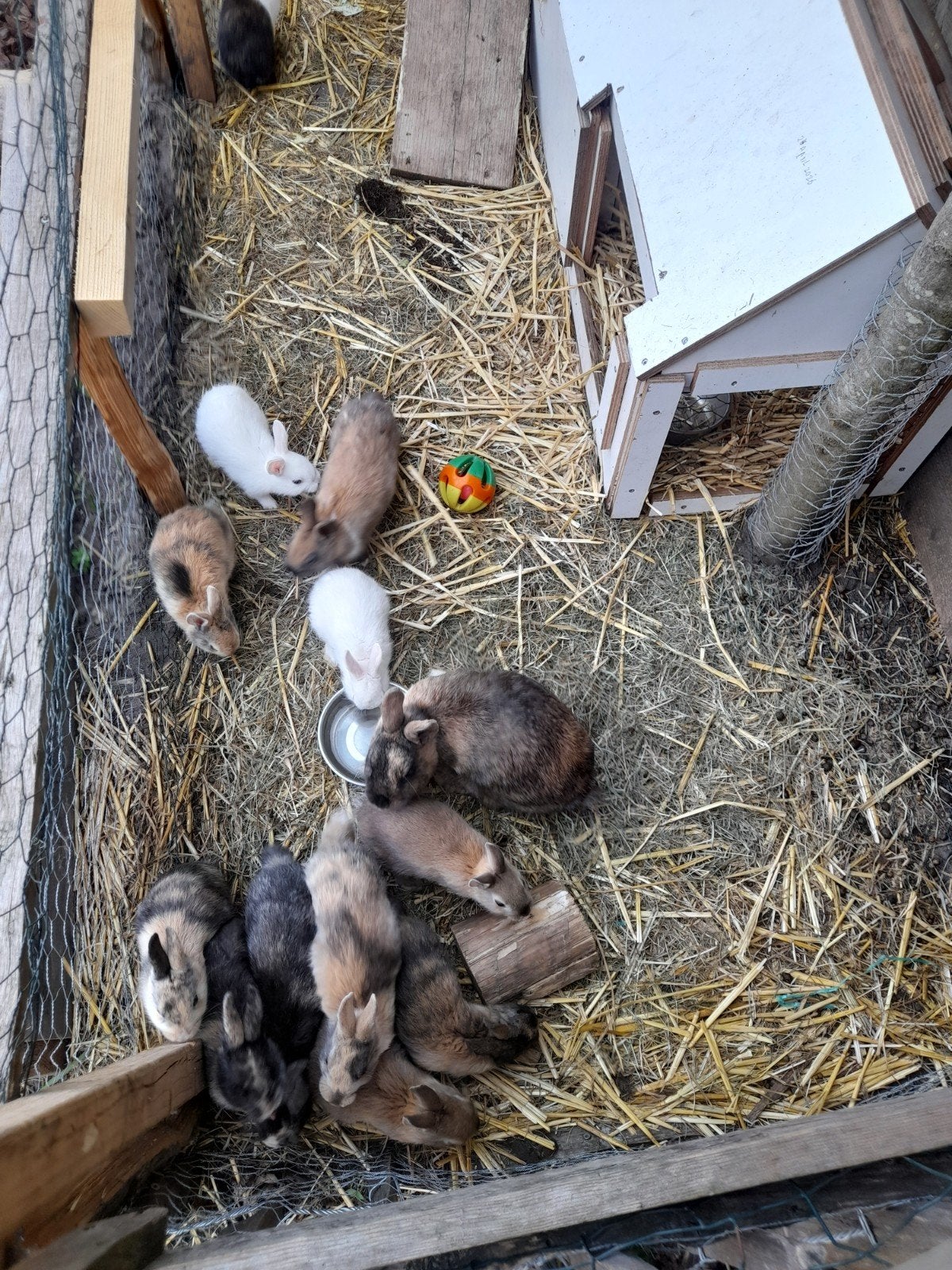 Mooie jonge makke konijnen, Dieren en Toebehoren, Konijnen, Meerdere dieren