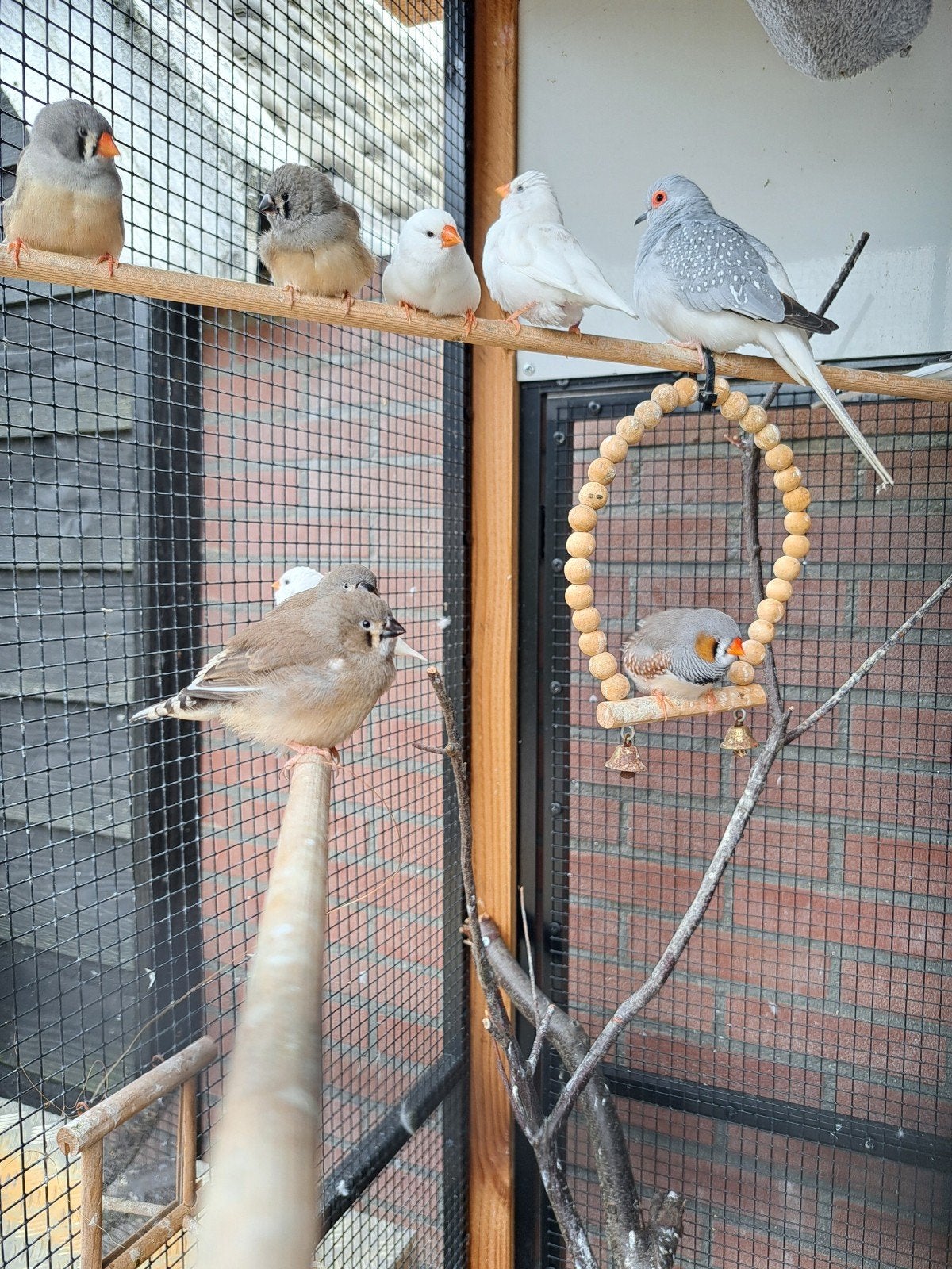 Tropische vogels