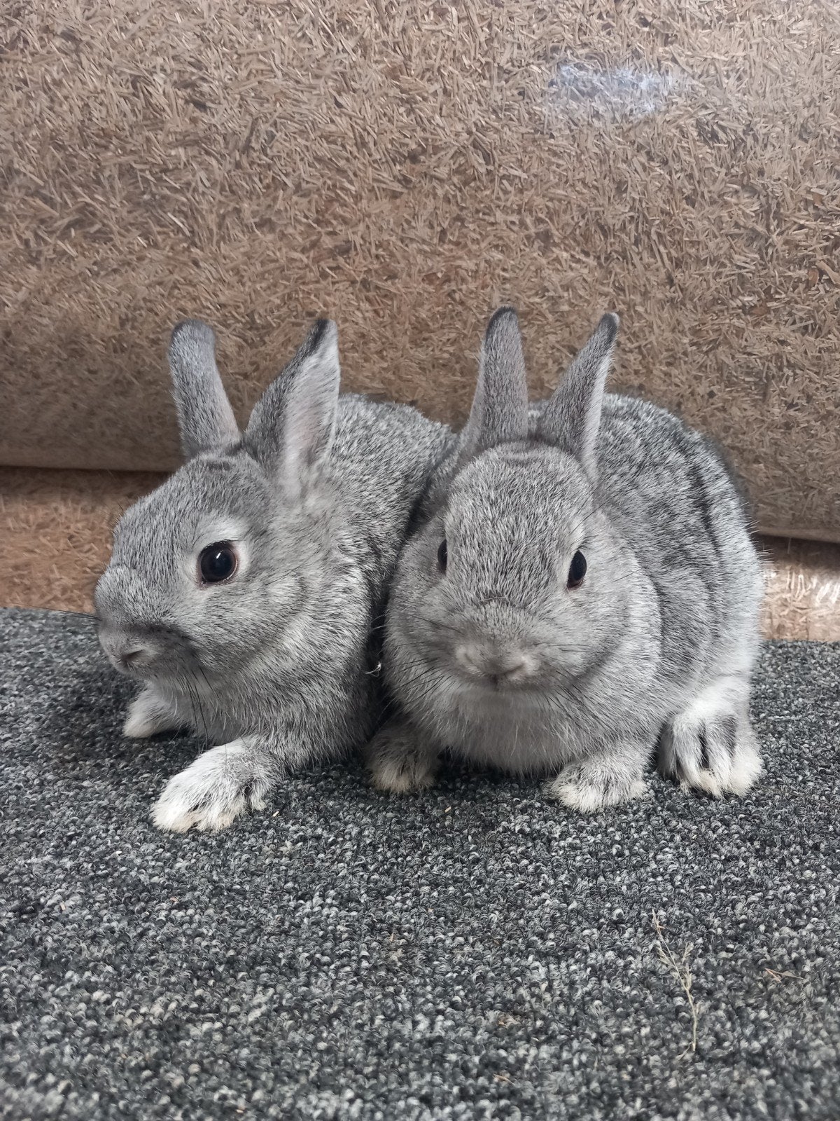 Te koop 2 rammetjes Kleurdwerg chinchilla, Mannelijk, Dwerg