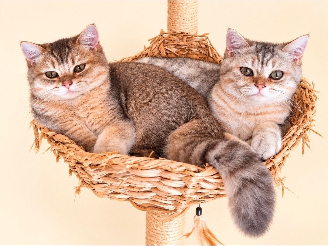 Brits korthaar katertje met stamboom., Dieren en Toebehoren, Kater, Met stamboom