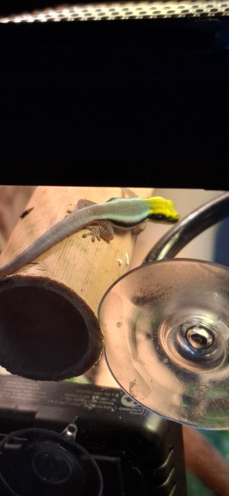 2 maanden oude phelsuma klemmeri, Hagedis, Tam, 0 tot 2 jaar