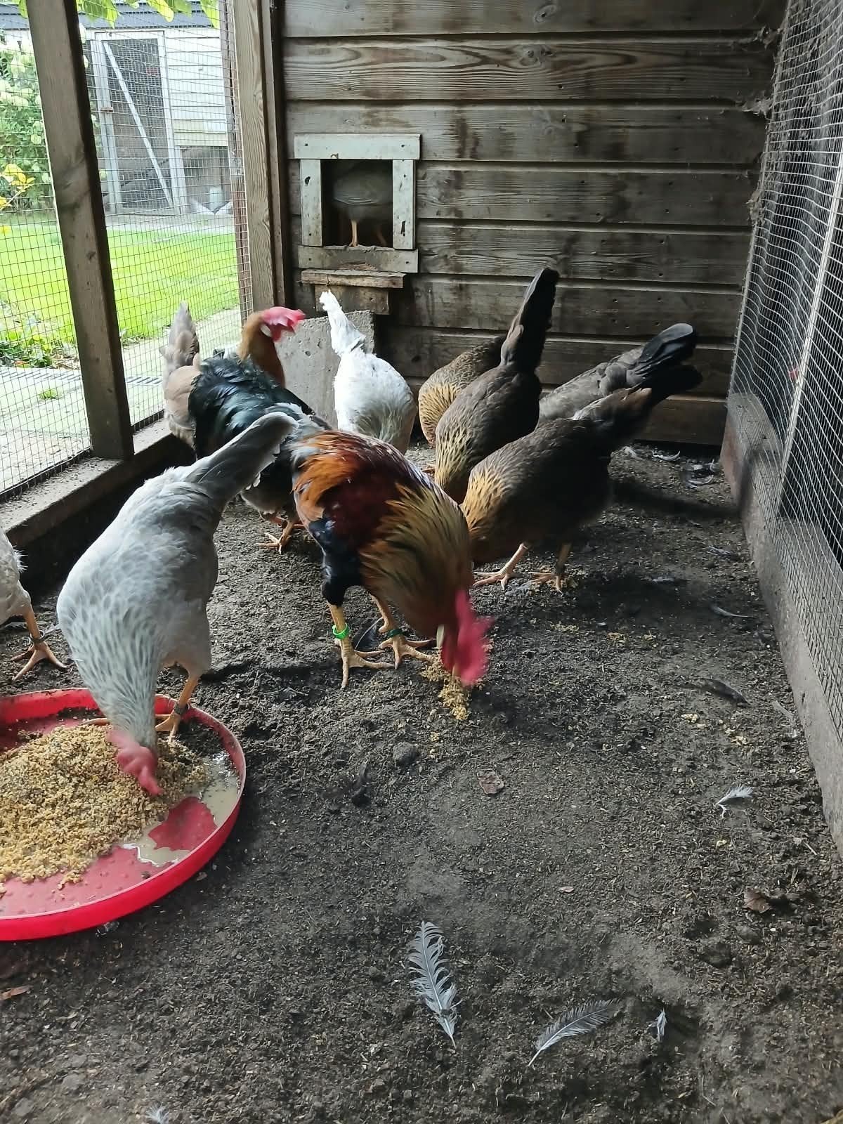 leghorn (groot), diverse kleuren, Dieren en Toebehoren, Meerdere dieren, Kip