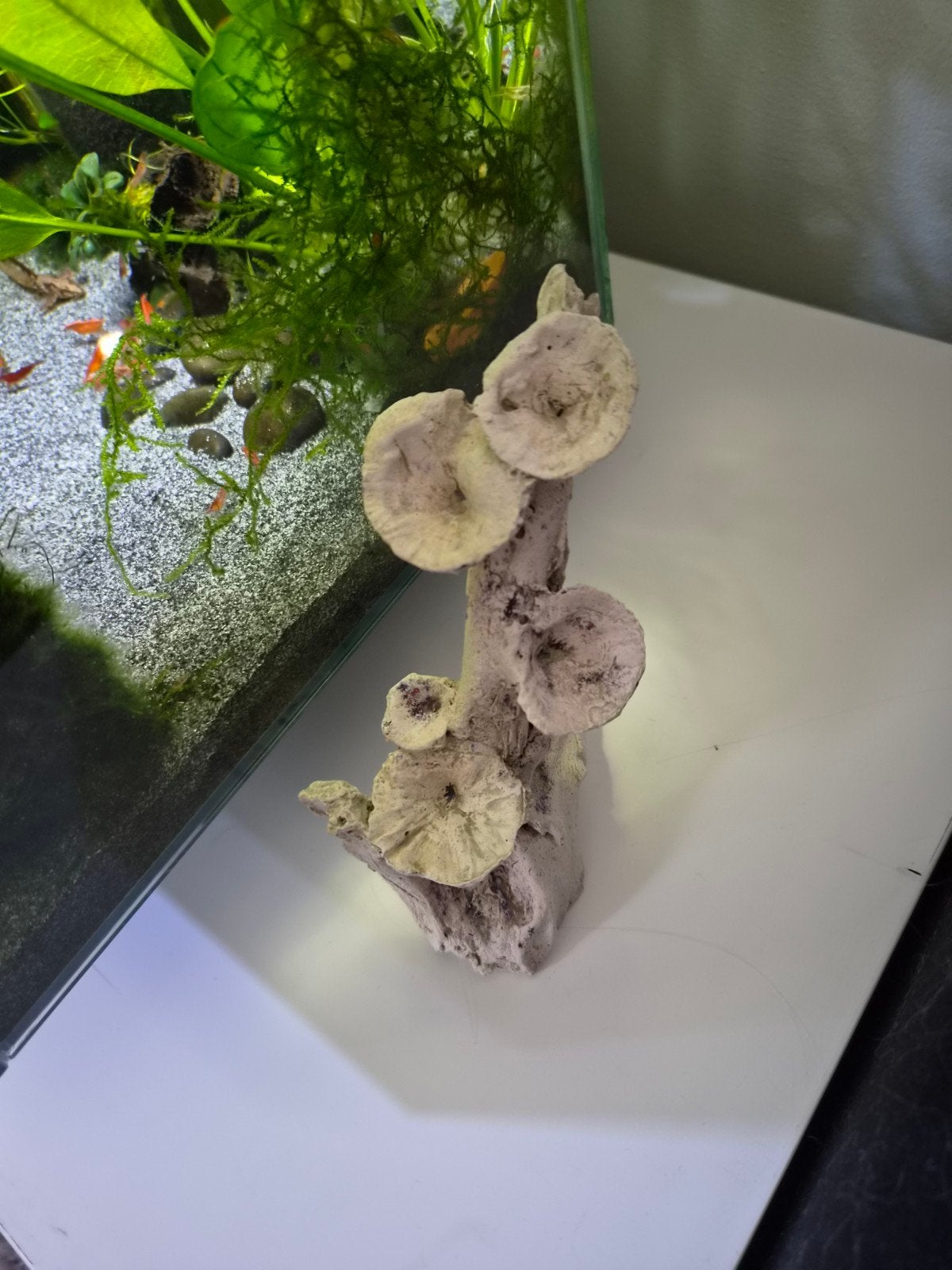 Nep koraal voor aquarium, Overige typen