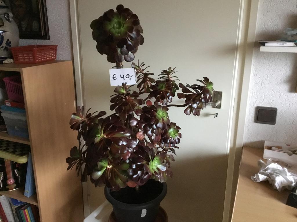 Plant, Tuin en Terras, Ophalen, Overige soorten, Volle zon