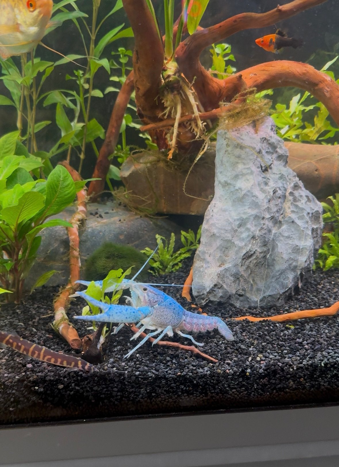 crawfish, lobster, shrimp blue, Dieren en Toebehoren, Vissen | Aquariumvissen, Vis