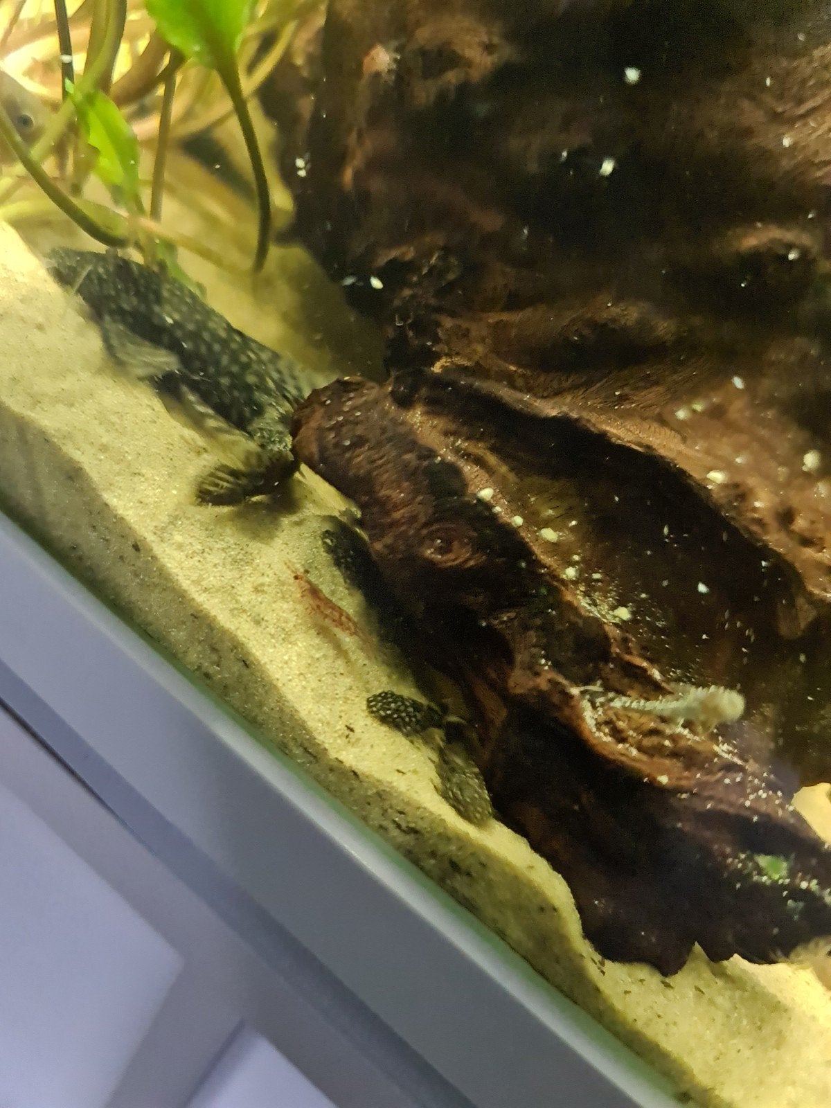 Baby ancistrussen., Dieren en Toebehoren, Vissen | Aquariumvissen, Vis