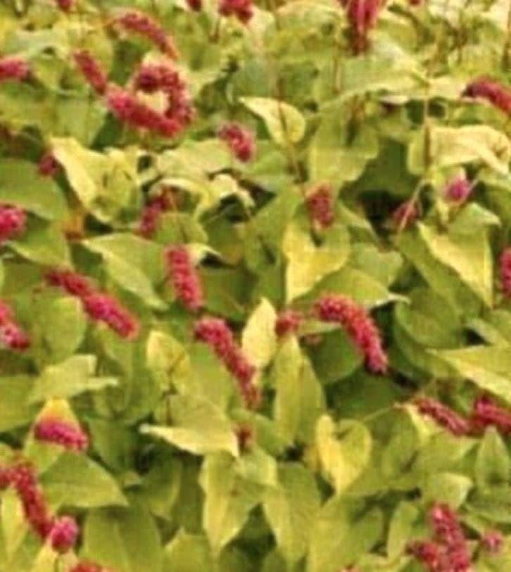Duizendknoop vaste plant persicaria, Tuin en Terras, Bodembedekkers, Vaste plant, Ophalen of Verzenden, Halfschaduw