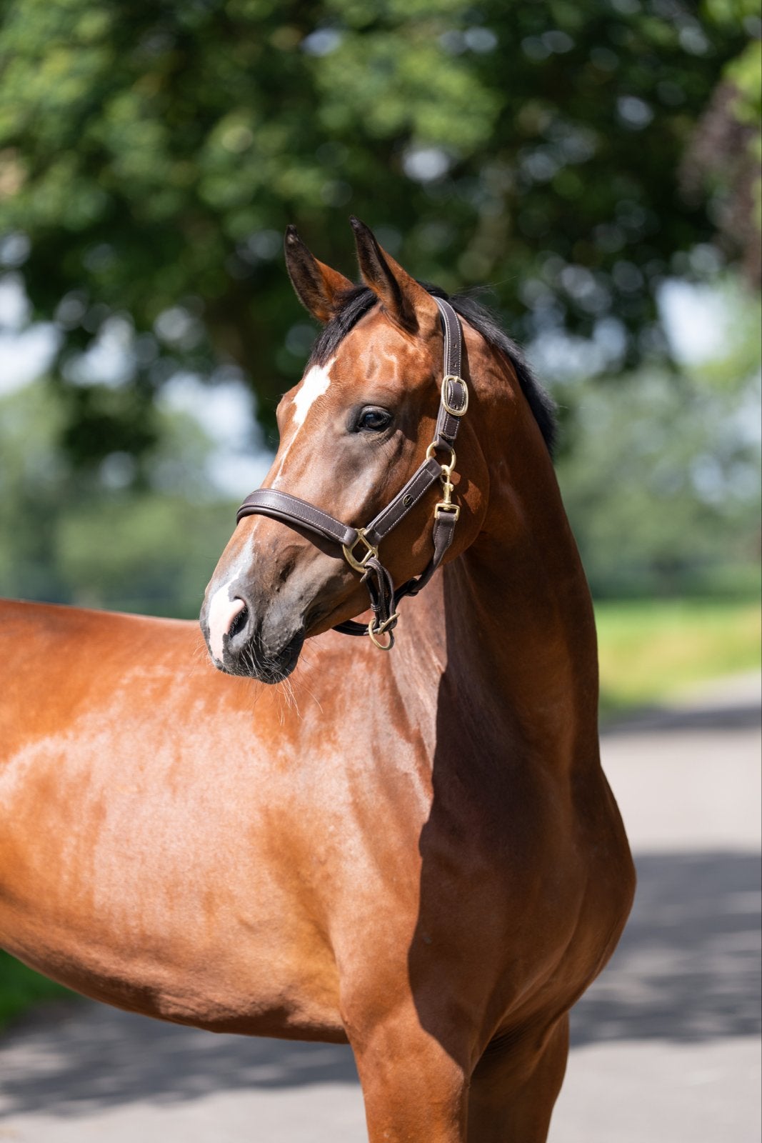 Bloedmooie 5 jarige merrie te koop, Merrie, Met stamboom, Dressuurpaard, 3 tot 6 jaar