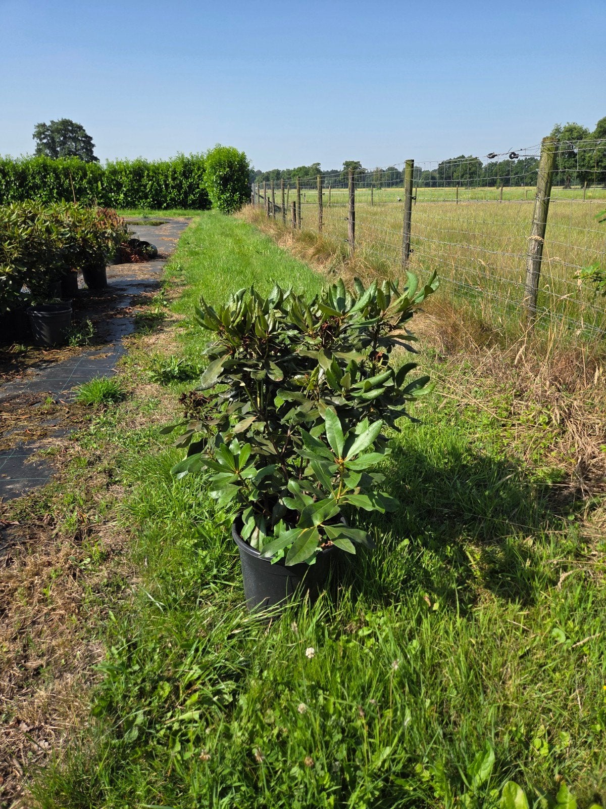 Grote Rhododendrons Diverse soorten, rood, roze, paars, wit, Ophalen of Verzenden, Overige soorten, Halfschaduw
