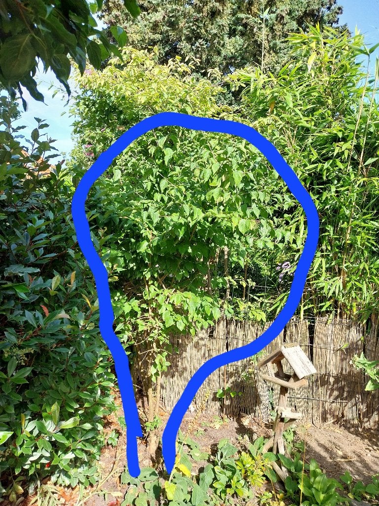 Gele Kornoelje, Tuin en Terras, Planten | Bomen, Ophalen, Halfschaduw, Overige soorten, Lente