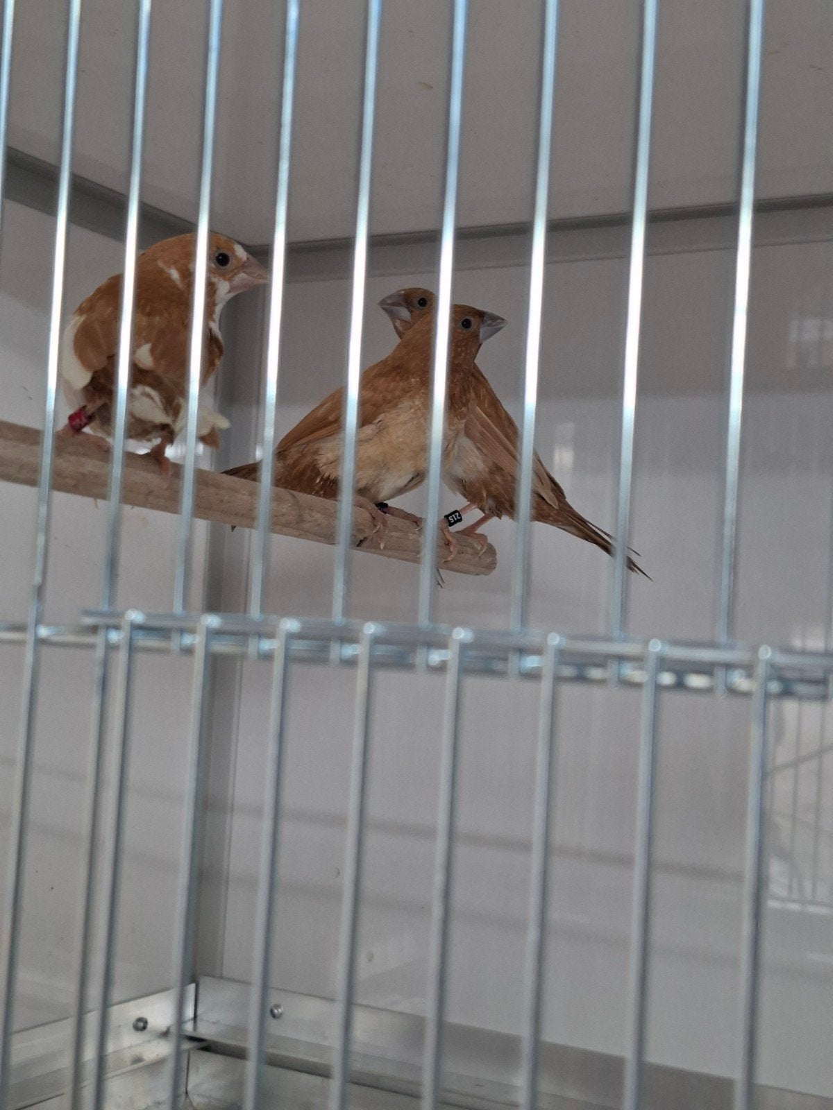 4 bruine Japanse meeuwen, Dieren en Toebehoren