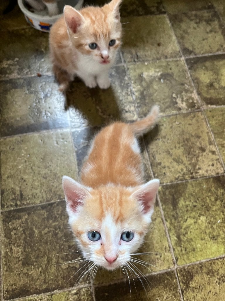 Lieve en aanhankelijke kittens aangeboden, Dieren en Toebehoren, Meerdere dieren, Ontwormd, 0 tot 2 jaar