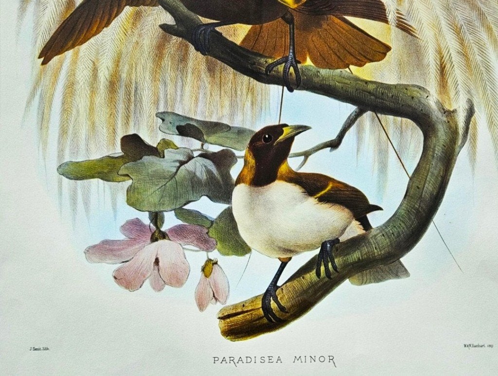 Foto 6 van Grote ingelijste prent "Paradisaea Minor"