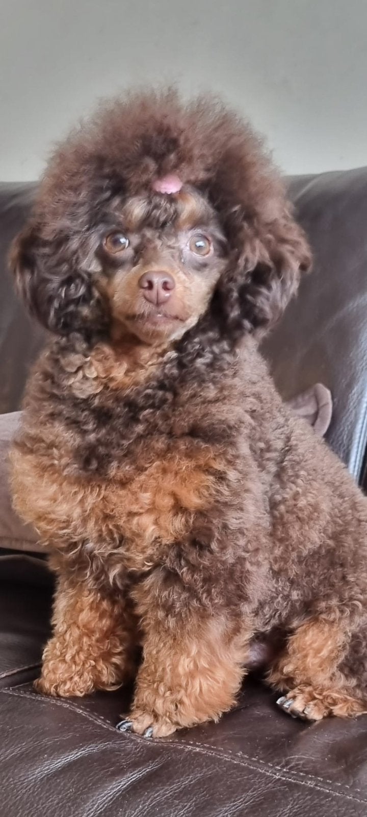Toypoedel dekreu, Reu, 1 tot 2 jaar, Parvo, Eén hond