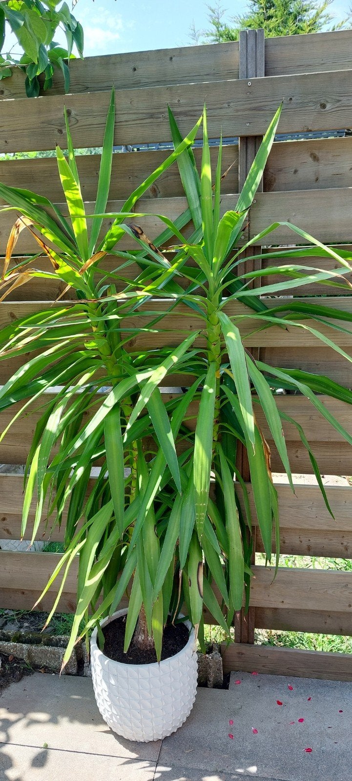 Te koop grote prachtige Yucca..175cm, Overige soorten, 100 tot 250 cm, Zomer, Ophalen