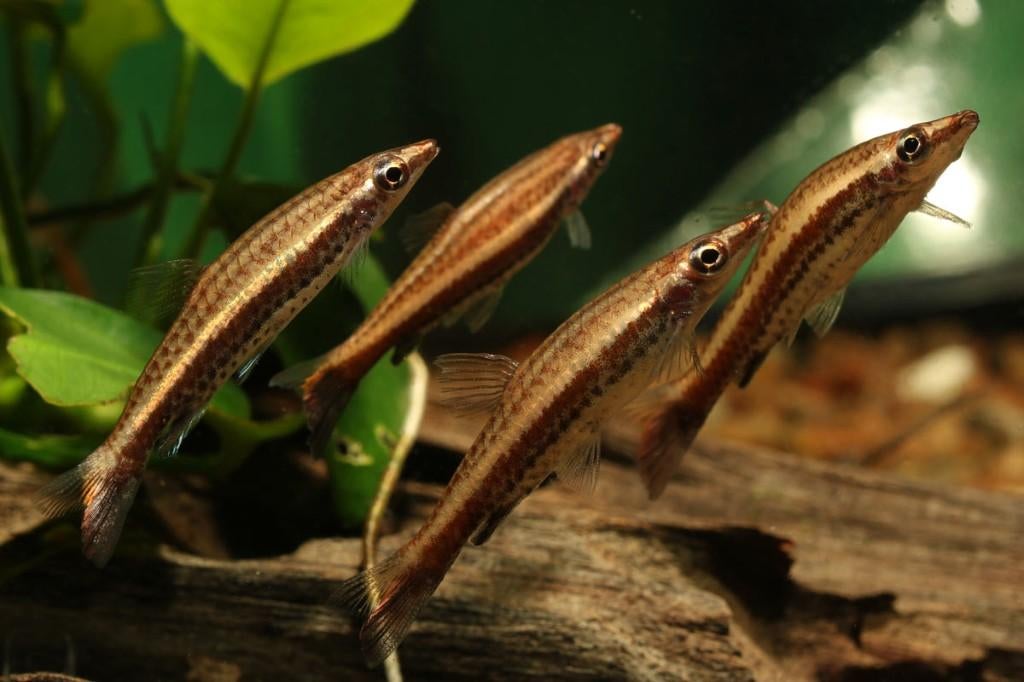 Nannostomus eques - Bruin Potloodvisje - Koidream Valburg