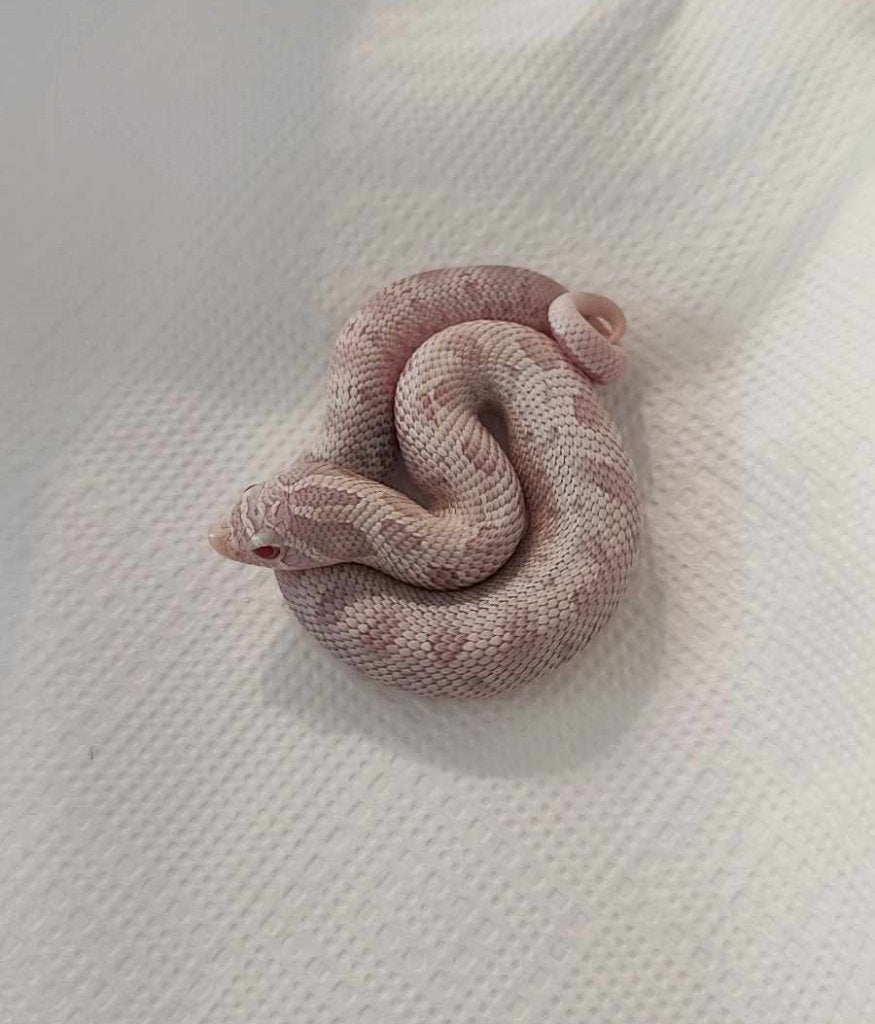 Haakneusslang snow anaconda, Dieren en Toebehoren, Slang, 0 tot 2 jaar