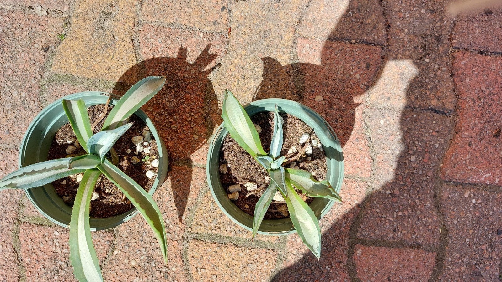 agave americana mediopicta  alba, Ophalen