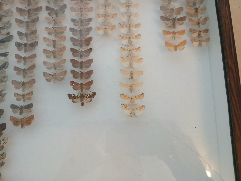 Unieke vlindercollectie in vitrine, Ophalen, Gebruikt, Insect, Opgezet dier