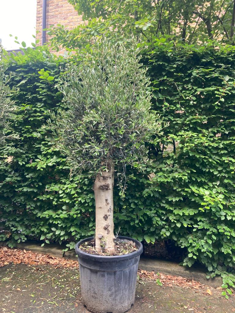 Prachtige Olijfboom 180 cm - Mediterrane Sfeer, Tuin en Terras, Planten | Tuinplanten, Vaste plant, Overige soorten, Volle zon