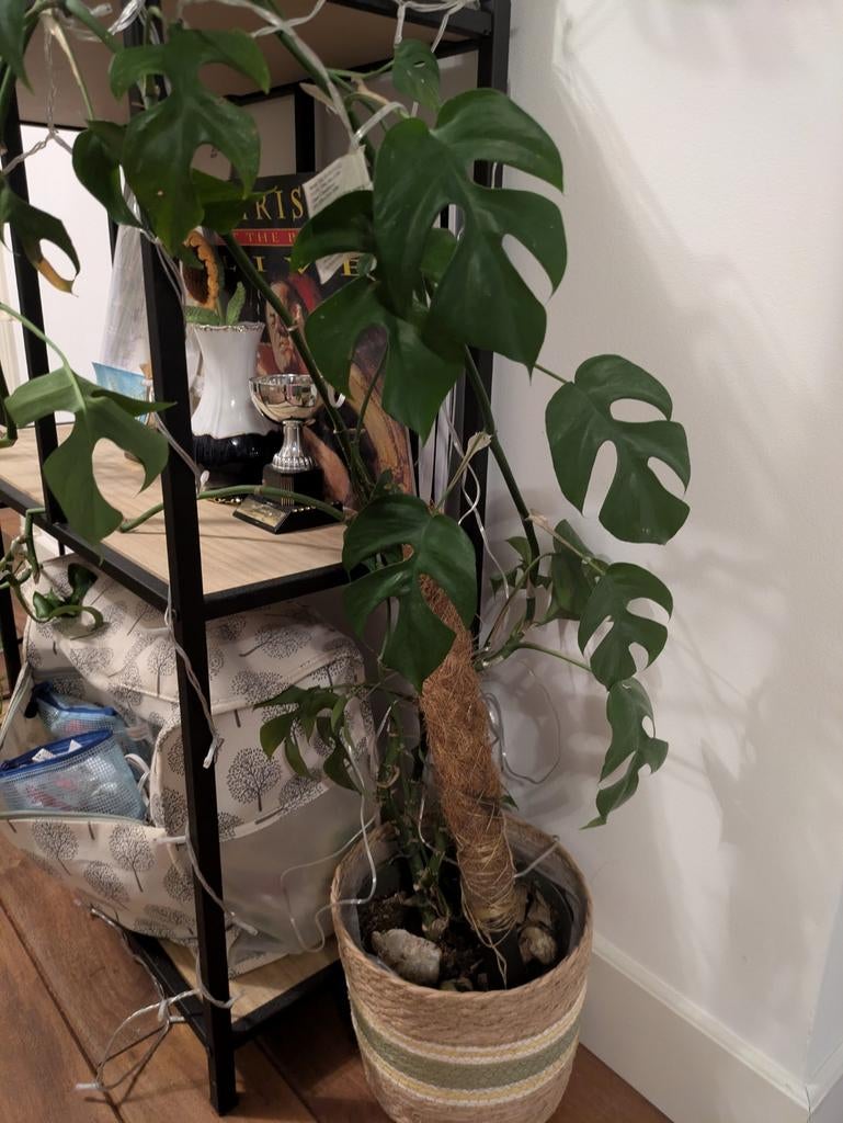 Climbing Rhaphidophora/ Mini Monstera, Ophalen