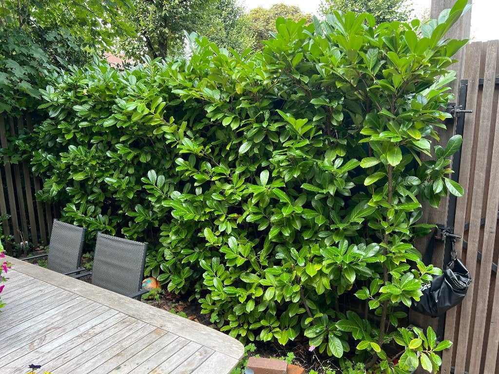 Boompjes gratis, Tuin en Terras, Ophalen, Halfschaduw, Overige soorten, 100 tot 250 cm