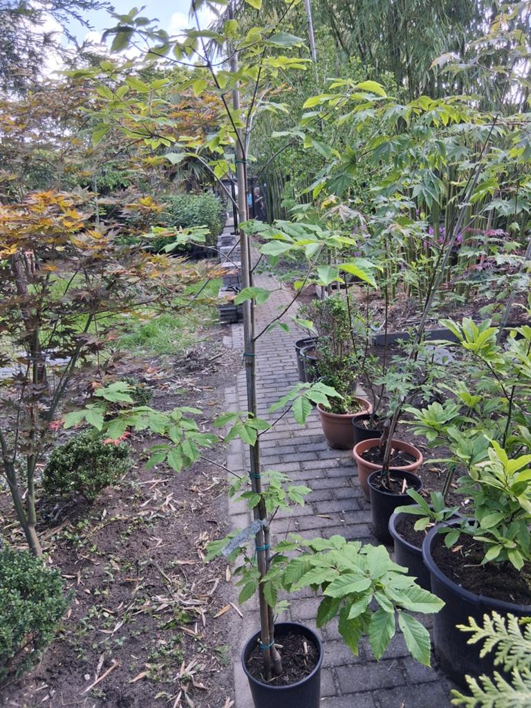 Acer Triflorum driebloemige esdoorn, Tuin en Terras, Planten | Bomen, Ophalen, Bloeit niet, Halfschaduw, Overige soorten