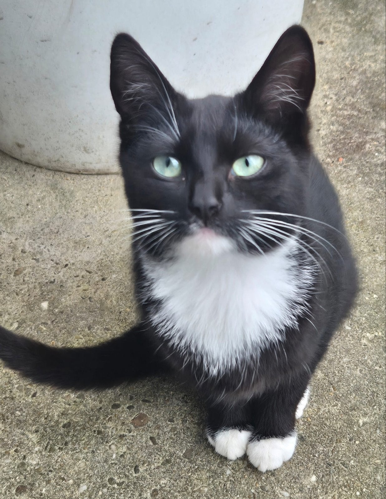 Lieve boederij kater WEGENS NIET NAKOMEN AFSPRAAK, Dieren en Toebehoren, Kater, 0 tot 2 jaar