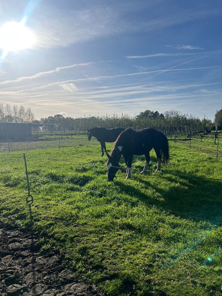Stalhulp gezocht omgeving BOXTEL, Dieren en Toebehoren, Stalling en Weidegang, Stalling, Weidegang, 2 of 3 paarden of pony's