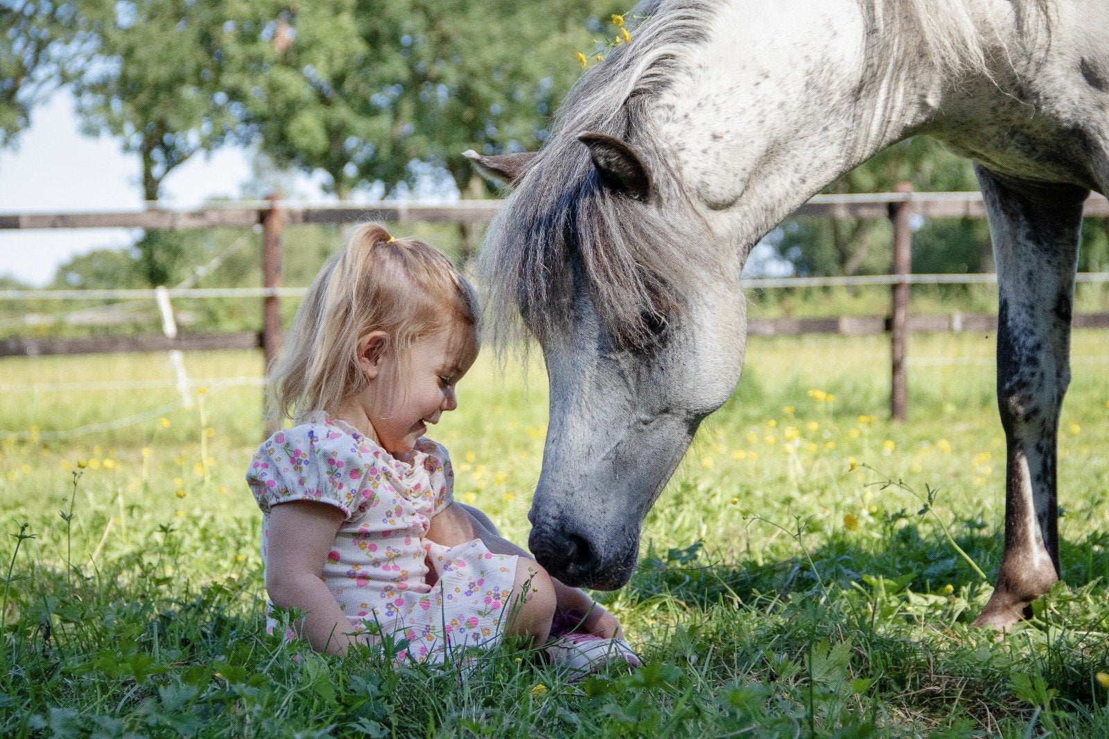 Geweldig lieve fewspot appaloosa jaarling pony ruin te koop, Dieren en Toebehoren, Met stamboom, Ruin, 0 tot 2 jaar, B pony (1.17m tot 1.27m)