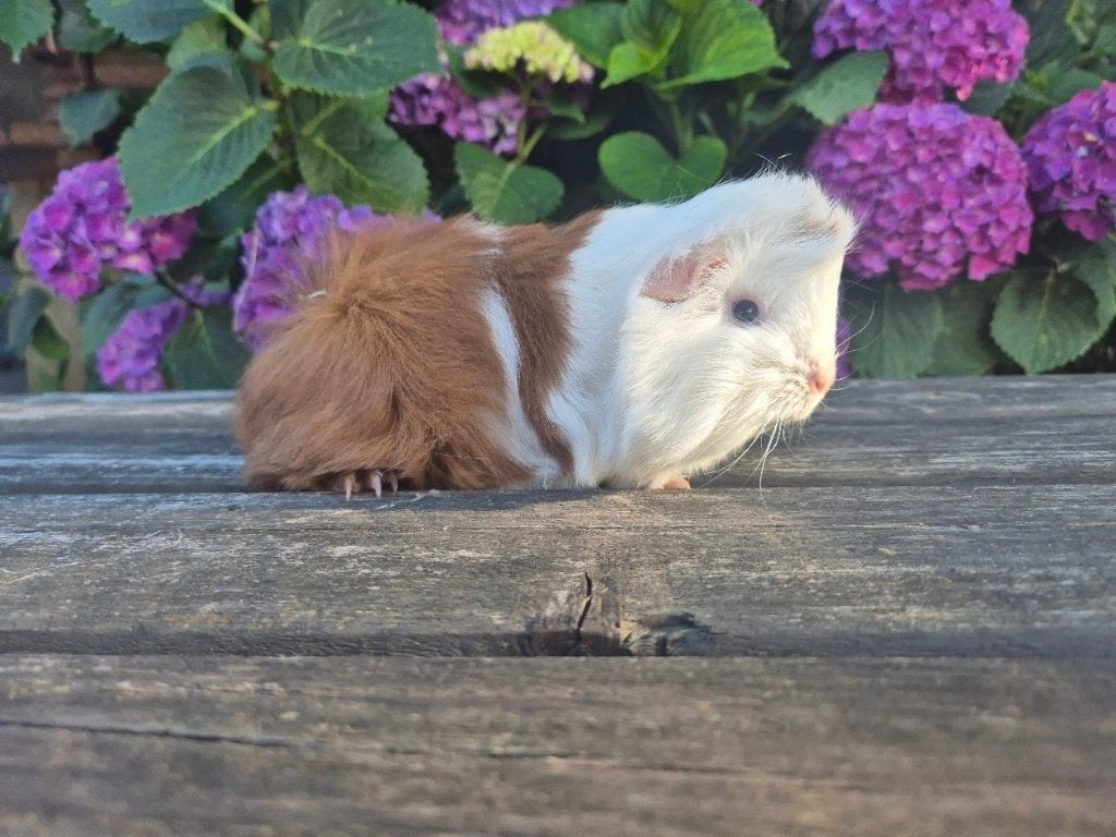 Peruvian beertje choco goud wit kuif punk kruinen tam lief, Dieren en Toebehoren, Cavia, Juni, Mannelijk, Tam