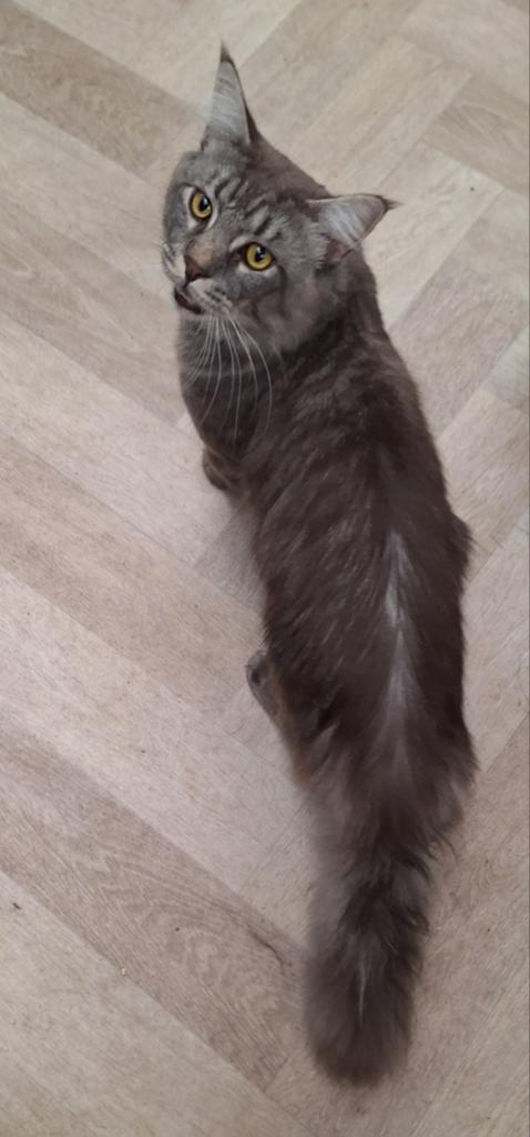 Maine coon man zonder stamboom, Kater, 3 tot 5 jaar