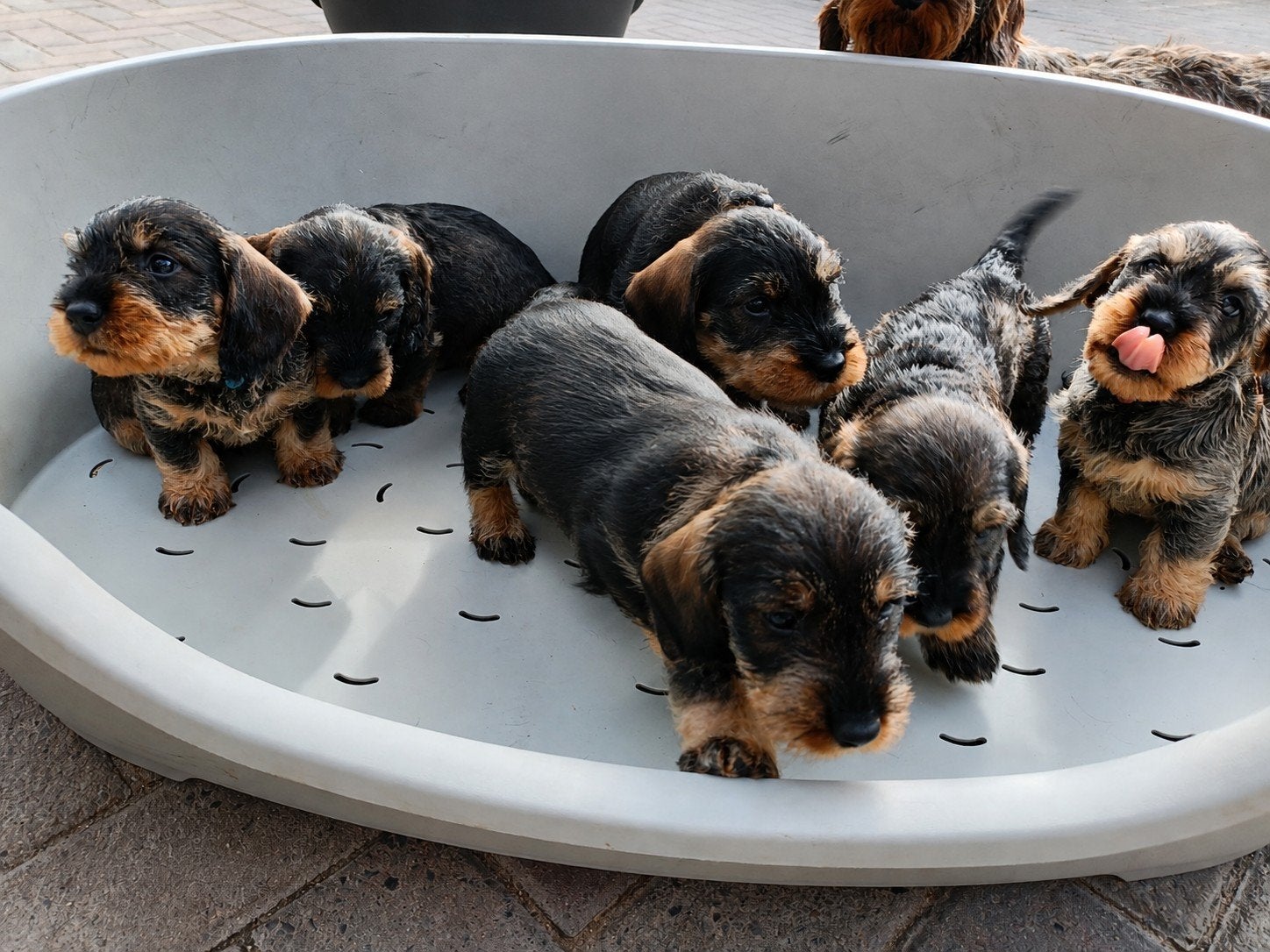 ruwharige teckelpups wildkleur, Dieren en Toebehoren, Standaard, 8 tot 15 weken, CDV (hondenziekte), Meerdere