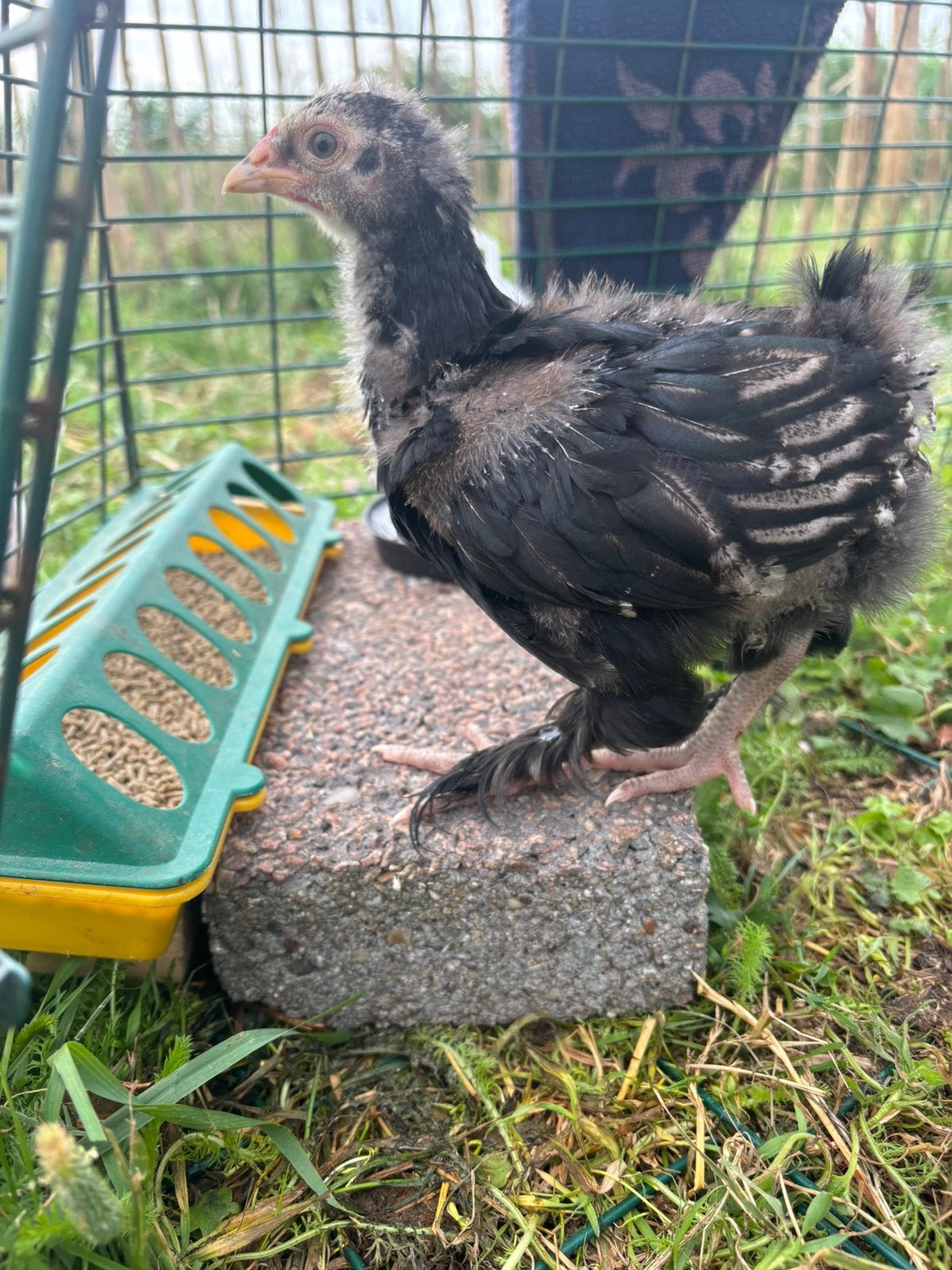 Orpington (groot) haantje (geboren eind mei), Dieren en Toebehoren, Pluimvee, Mannelijk, Kip