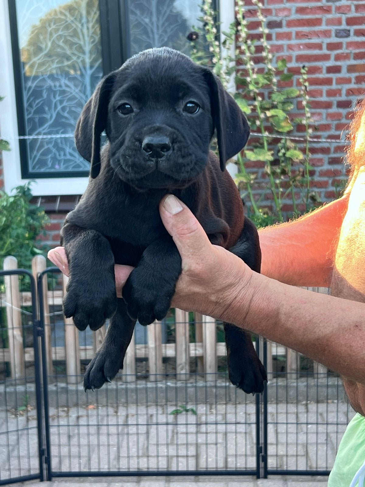 Labrador puppy’s  zwarte en blonde, Parvo, 8 tot 15 weken, Labrador retriever, Meerdere