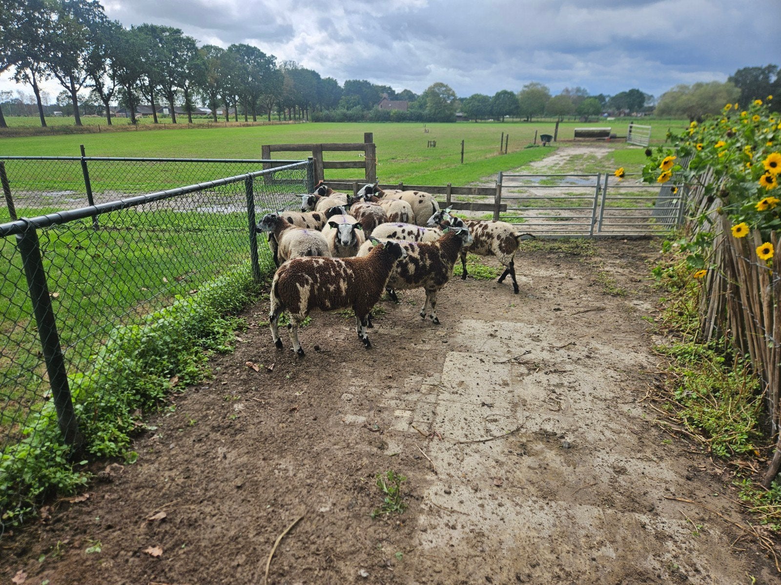 bonte ooilammeren te koop, Dieren en Toebehoren, Vrouwelijk, Schaap, 0 tot 2 jaar