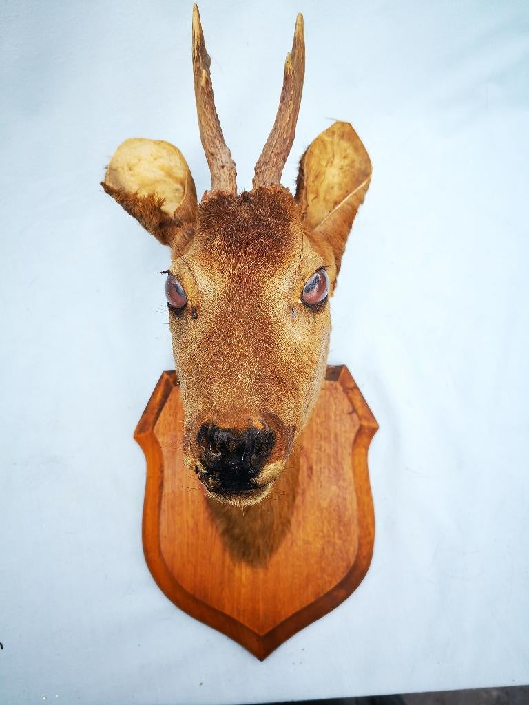 Taxidermie opgezette kop jonge ree reegeit hert houten schil, Verzamelen, Ophalen of Verzenden, Zo goed als nieuw, Hert, Gewei of Kop