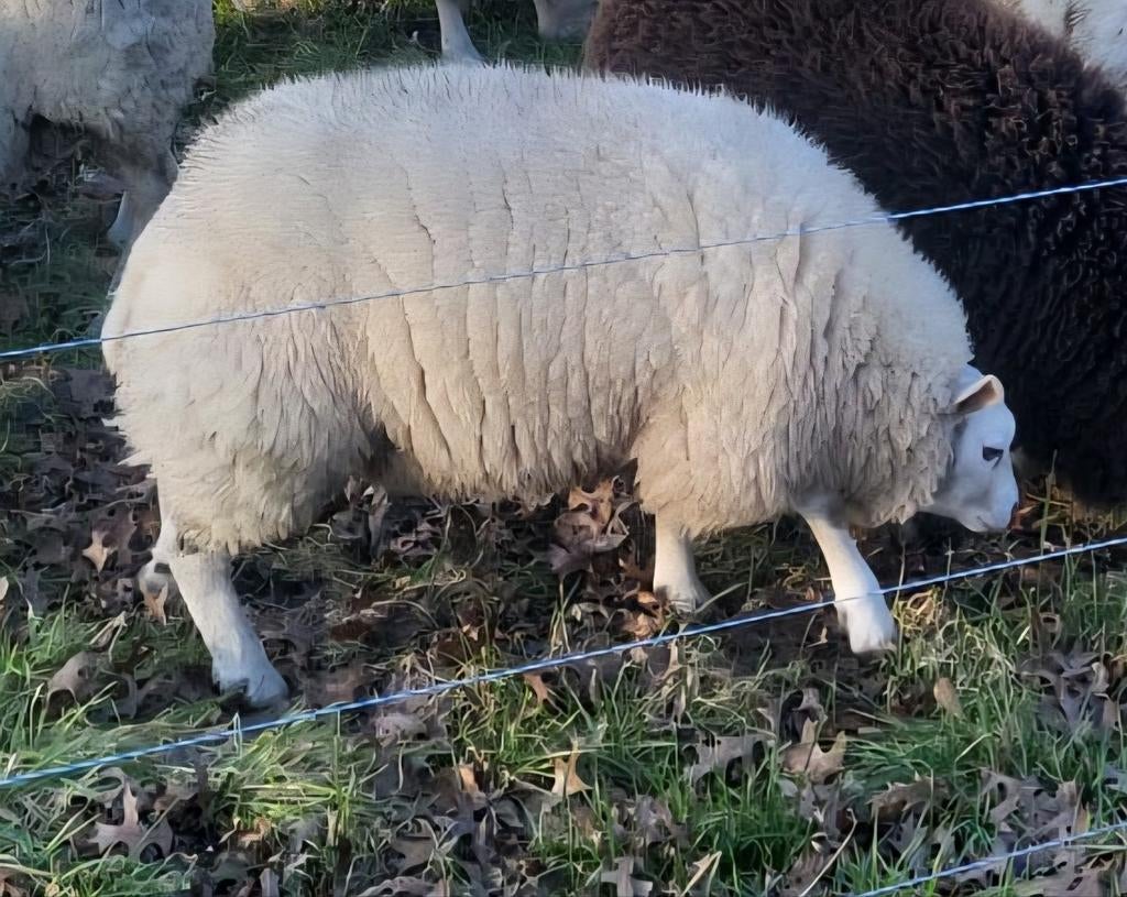 Texelaar ooi, Dieren en Toebehoren, Vrouwelijk, Schaap, 0 tot 2 jaar
