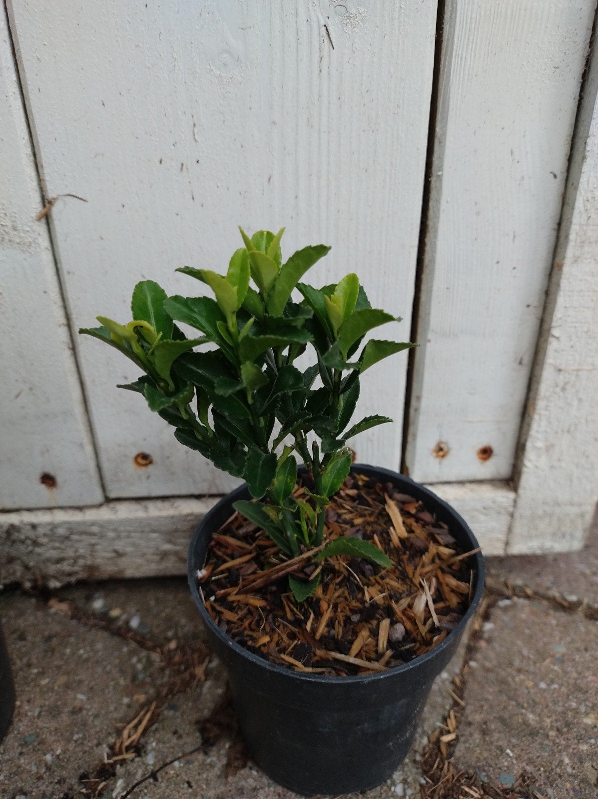 Euonymus japonicus Jean Hugues. Buxusvervanger P9 haagplant, Overige soorten, Vaste plant, Ophalen of Verzenden, Bloeit niet
