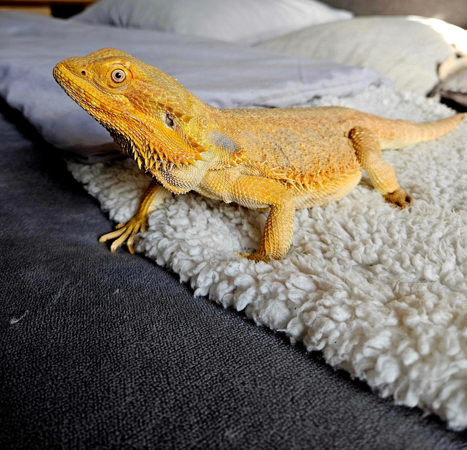 Baardagaam - Vrouw - Oranje - INCL Terrarium 100-40-50. Bearded Dragon photo 3