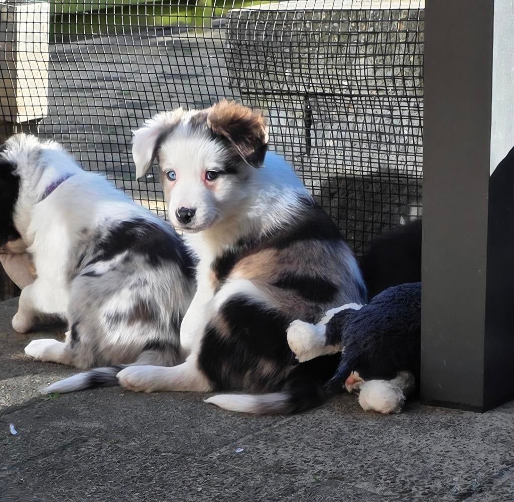 Border collie pups, Reu, 8 tot 15 weken, Collie, Parvo