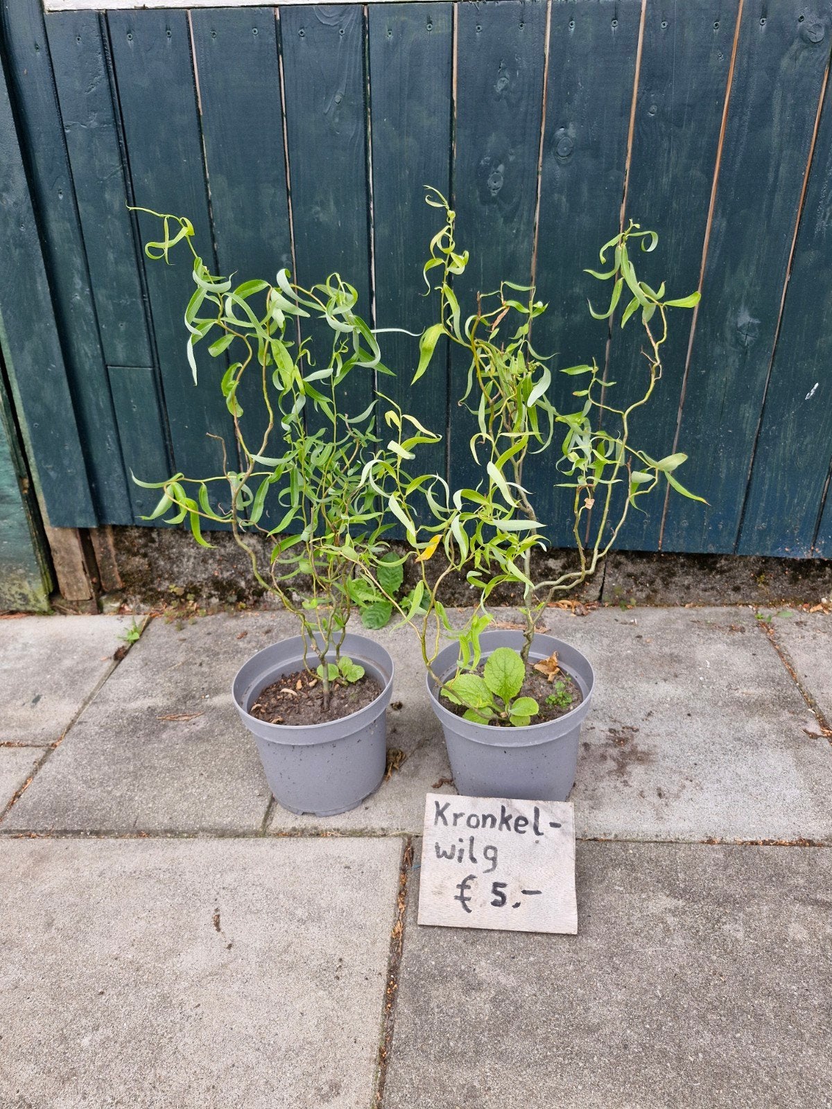 Kronkelwilg, Tuin en Terras, Planten | Bomen, Overige soorten, 400 cm of meer, Halfschaduw, Ophalen