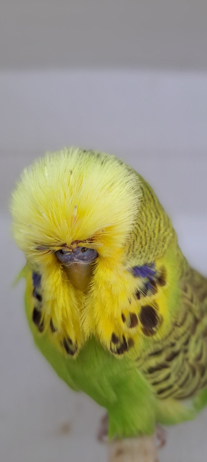 Engelse Grasparkieten te koop., Dieren en Toebehoren, Vogels | Parkieten en Papegaaien, Meerdere dieren, Parkiet
