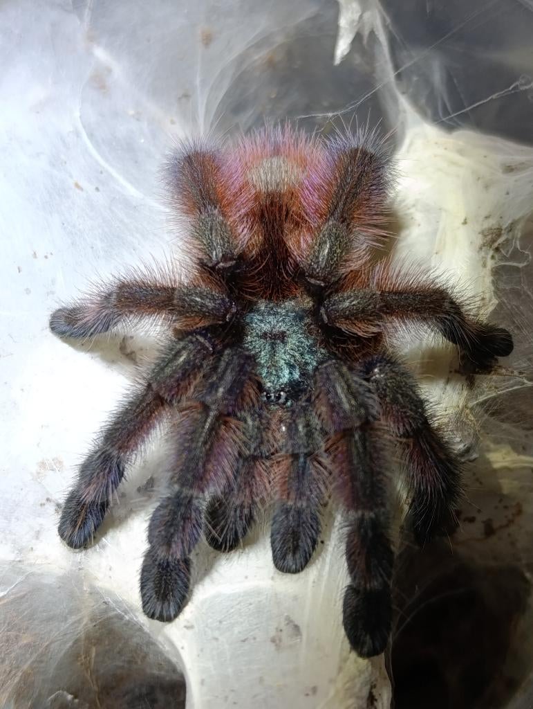 Vogelspinnen , Avicularia , Metallica , caribena versicolor, Dieren en Toebehoren, Spin of Schorpioen