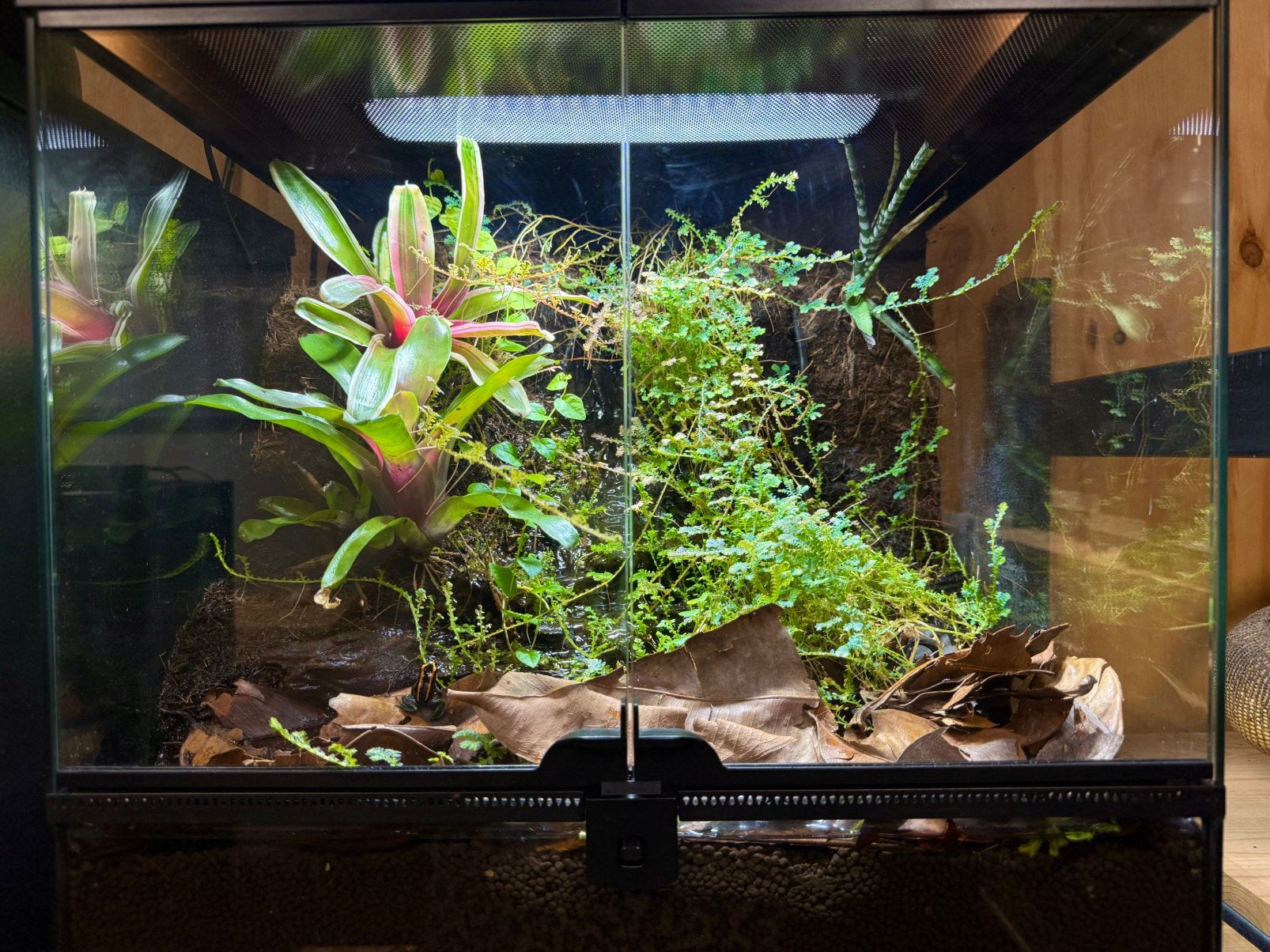 2.3 Phyllobates vittatus met of zonder terrarium Frog - unknown for sale from Quality Reptiles