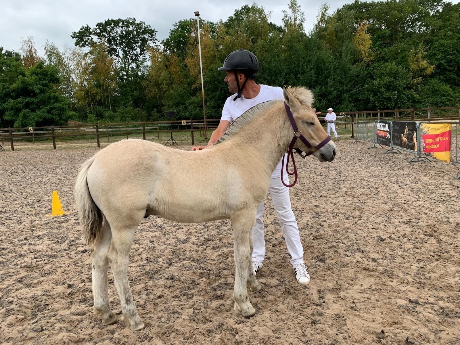 Hengstveulen Yordi, Dieren en Toebehoren, Minder dan 160 cm, Met stamboom, 0 tot 2 jaar, Hengst