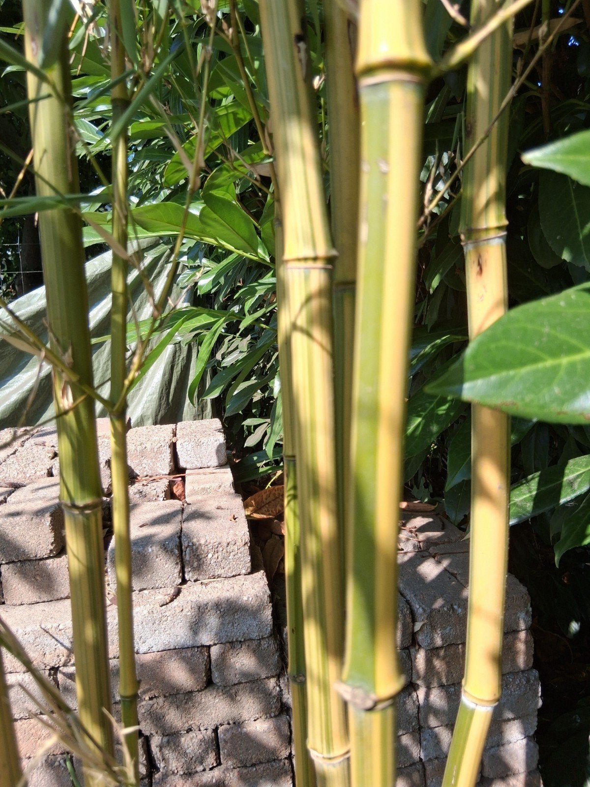 phyllostachys aureasulcata argus bamboe, Ophalen, Bloeit niet, Overige soorten, Halfschaduw