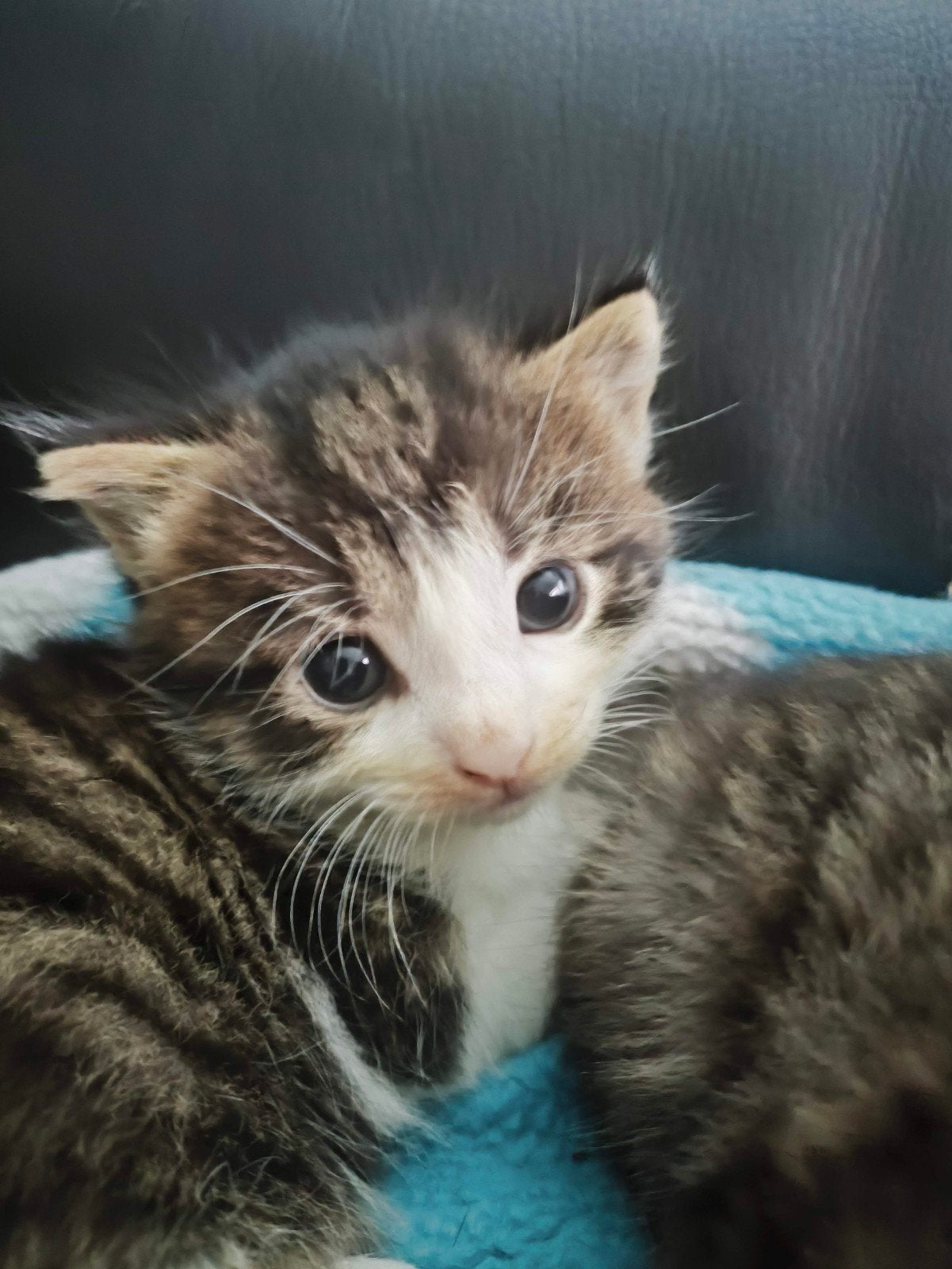 Halve Noorse boskat kittens, Meerdere dieren, Ontwormd