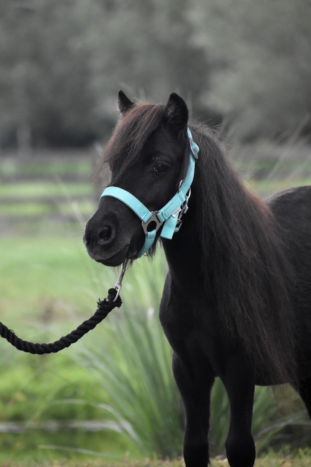 **HELE KNAPPE EN ONWIJS LIEVE 2 JARIGE SHETLANDER RUIN**, Ruin, Niet van toepassing, 0 tot 2 jaar, A pony (tot 1.17m)