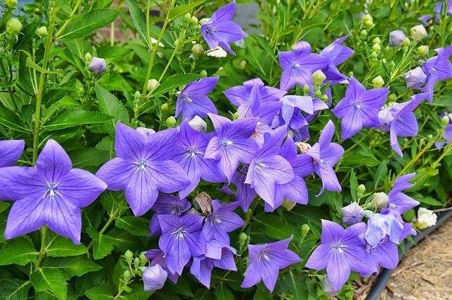 Zaden Platycodon blauw en wit, Tuin en Terras, Bloembollen en Zaden, Volle zon, Verzenden